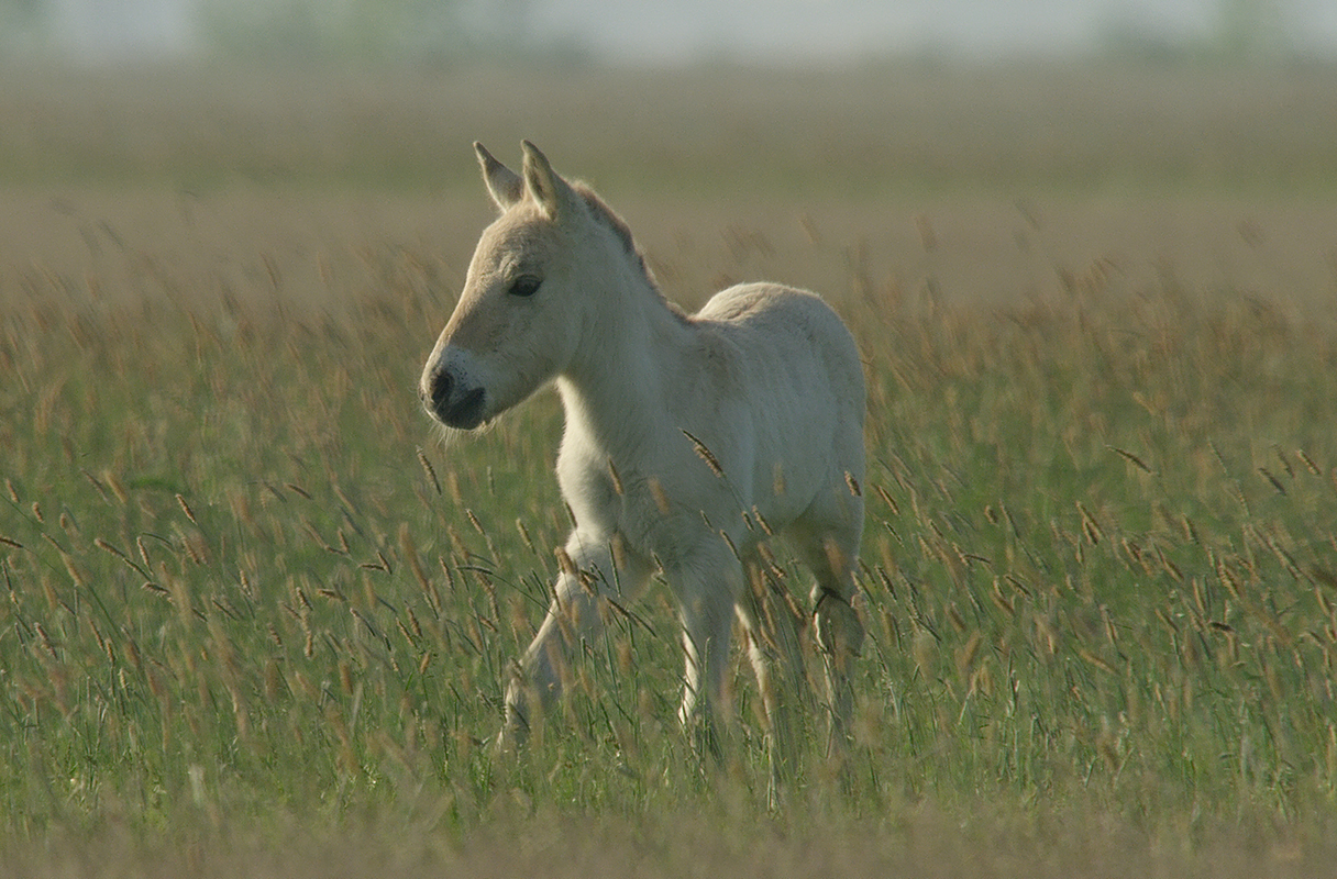 『プスタ（大平原）に生きる馬たち』Vadlovak – Hortobágyi mese / Wild Horses: A Tale from the Puszta